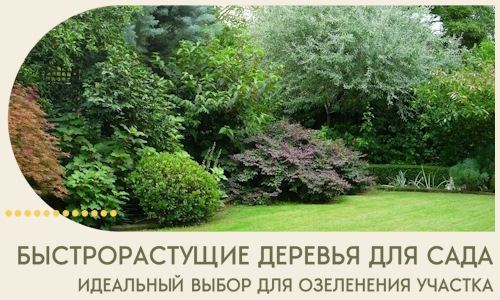 Быстрорастущие деревья для сада идеальный выбор в Выксе