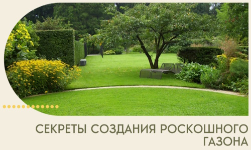 Секреты создания роскошного газона в Выксе